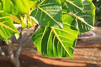 新款冒险游戏《格罗宁根花园》公布 登陆Steam