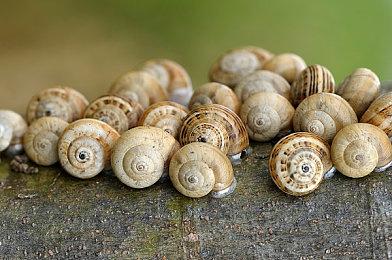 任天堂建议育碧将《马力欧+疯兔》搬到Switch后续主机